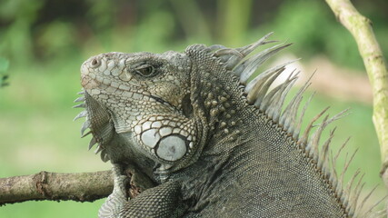 Perfil de iguana 