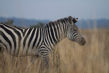 Fototapeta na wymiar Zebras roaming free in the wild 
