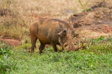 An isolated warthog grazing in the open fields 