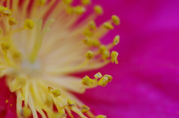 Naklejka premium 花