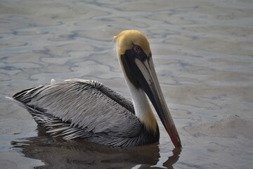 Pelican, tulum beach