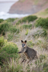 Swamp Wallaby at Cape Woolamai, Phillip Island