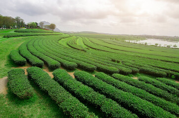 Tea plantations and sun light in the morning.Beautiful landscape.