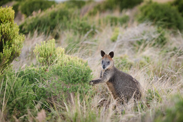 Swamp Wallaby at Cape Woolamai, Phillip Island