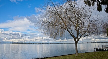 Autumn Tree on the Shore of Lake Mulwala