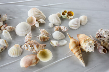 sea shells on  table