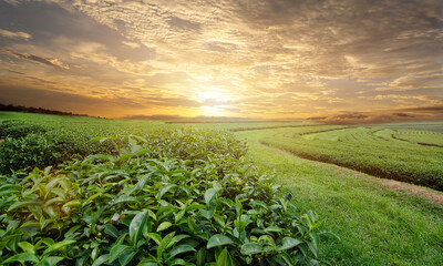 Tea plantations and sun light in the morning.Beautiful landscape.