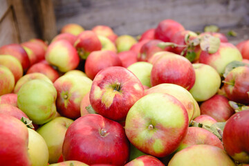 Apples for sale at Hobart's Salamanca Market