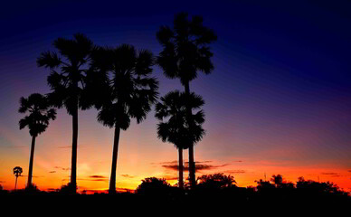 sugar palms, toddy palm in twilight, sun set, sun down.