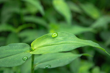 Raindrop on the leaf