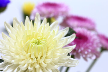 white chrysanthemum flower close up