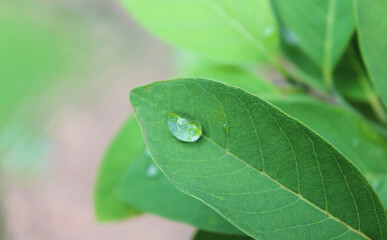 Water drop on green leaf after the rain. Rainy season in Thailand.