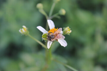 Bee and white daisy flowers with green blur background. Bee collecting nectar from pollen.