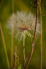 Fototapeta premium Dandelion seeds on a green background.