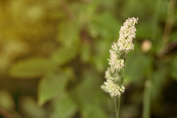 small flowers on a sunny day during golden hour