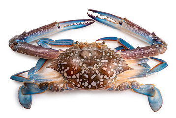 Fresh Blue Crab isolated on white background