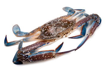 Fresh Blue Crab isolated on white background