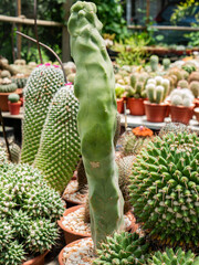 Photos of beautiful cactus in florist.