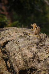 Ground squirrel on a large boulder.