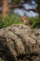 Naklejka na ściany i meble Ground squirrel eating on a large rock.