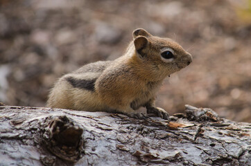 Naklejka na ściany i meble Close-up of a ground squirrel on a rock.