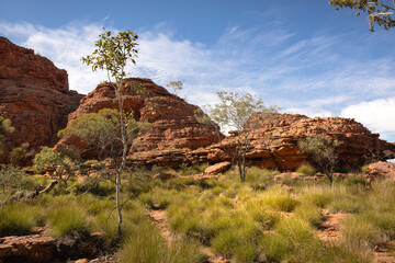 Lone tree and red rock wall at Kings Canyon