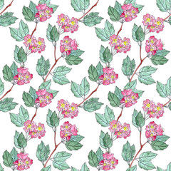 seamless pattern of watercolor graphic sprigs of flowering red hawthorn on a white background