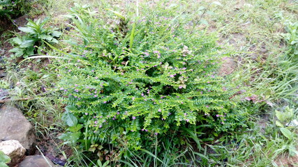 bush plants