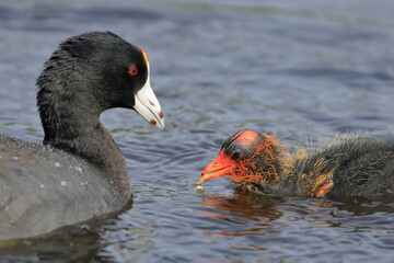 Baby coot eating some food dropped by the parent - 359579445