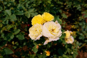 roses in the garden. Flowers in the garden. Colorful flowers. Flower of love. colorful. At Huai Phak Phai Royal Rose Garden, Thung Roeng Royal Project, Chiang Mai, Thailand. Roses of many varieties.