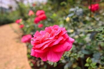 roses in the garden. Flowers in the garden. Colorful flowers. Flower of love. colorful. At Huai Phak Phai Royal Rose Garden, Thung Roeng Royal Project, Chiang Mai, Thailand. Roses of many varieties.