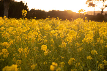 夕暮れと菜の花3