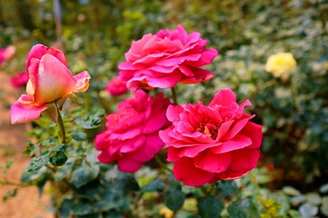 roses in the garden. Flowers in the garden. Colorful flowers. Flower of love. colorful. At Huai Phak Phai Royal Rose Garden, Thung Roeng Royal Project, Chiang Mai, Thailand. Roses of many varieties.