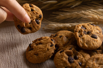 closeup of a person holding a chocolate chip cookie isolated natural sun light