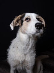 Studio portrait of a young Maremmano Border Collie mix sheep dog in front of a black background.