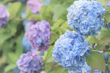 紫陽花の花