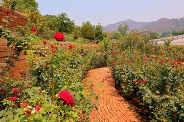 red roses. Flowers in the garden. Colorful flowers. Flower of love. colorful. At Huai Phak Phai Royal Rose Garden, Thung Roeng Royal Project, Chiang Mai, Thailand. 