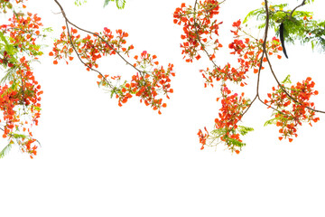 Peacock flowers on tree with white background