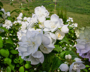 photo blooming jasmine bush with white flowers