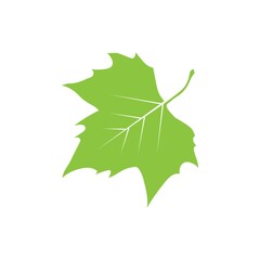 Fototapeta premium A maple leaf illustration.