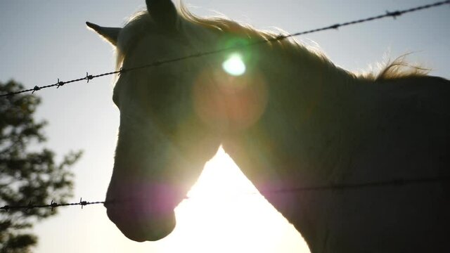 Cinematic Slow Motion of Confined White Horse Behind Fence, Animal Silhouette and Sunlight Backlight