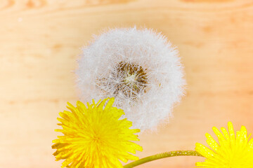 White dandelion, yellow dandelion, close-up