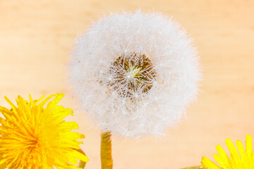 White dandelion, yellow dandelion, close-up