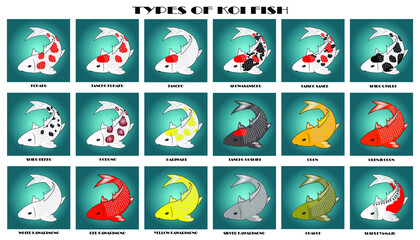 Types of koi fish in one vector