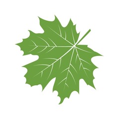A maple leaf illustration.
