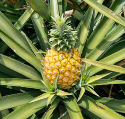 Pineapple fruit on the plantation farm