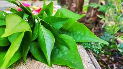selective focus on green leaves on a ground surface
