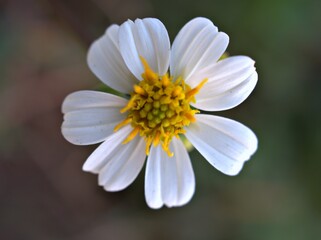 Fototapeta premium Closeup white Bidens alba (black-jack) flower plants and yellow pollen in garden with green blurred background ,soft focus ,macro image ,sweet color