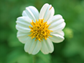 Obraz premium Closeup white Bidens alba (black-jack) flower plants and yellow pollen in garden with green blurred background ,soft focus ,macro image ,sweet color