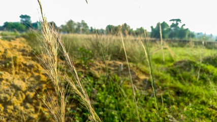 Obraz premium selective focus on wild flower in forest